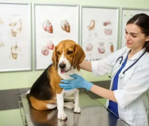 What does pet insurance covers