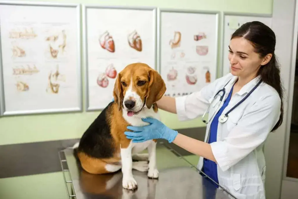 What does pet insurance covers