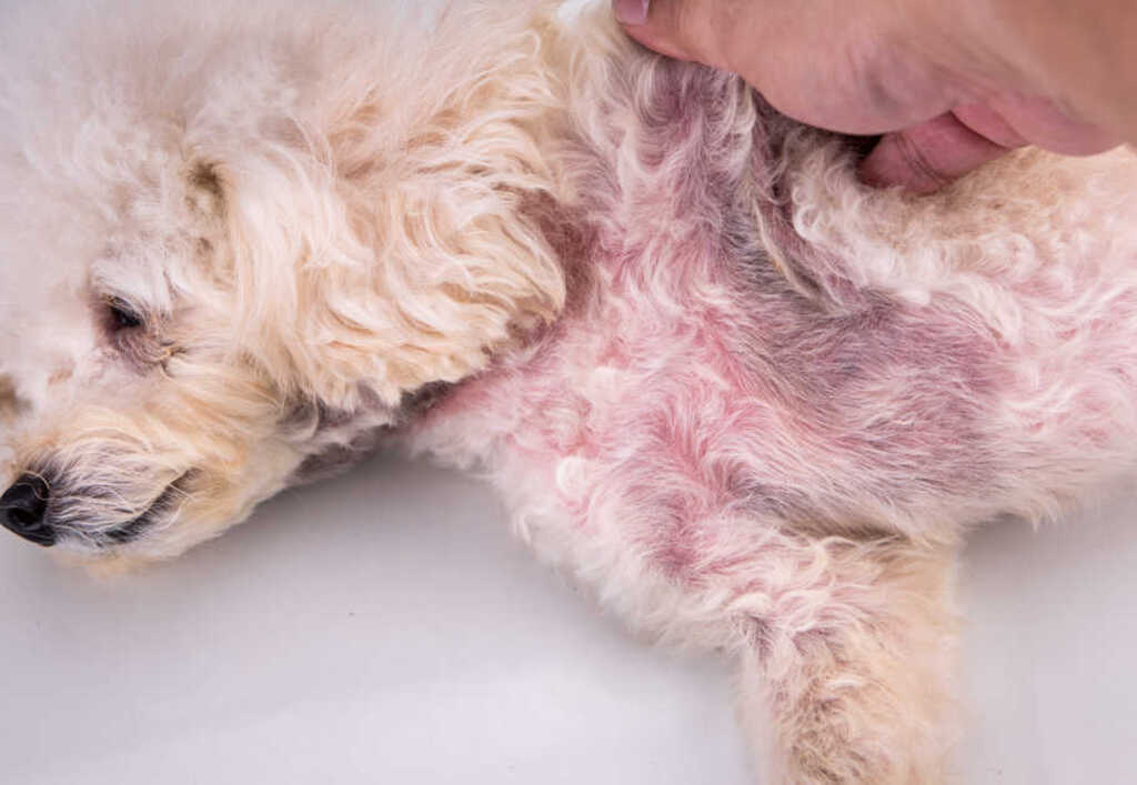 Skin Redness in pets