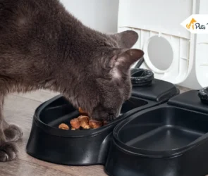 Best Automatic Cat Feeder