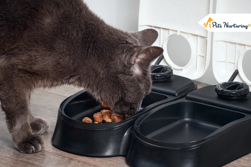 Best Automatic Cat Feeder