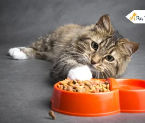 Best Cat Dry Food
