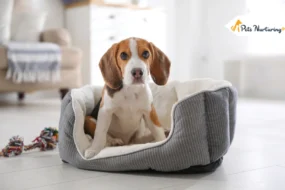 Best Orthopedic Dog Beds