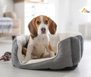 Best Orthopedic Dog Beds
