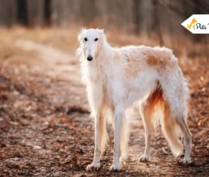 Borzoi Dog Breed