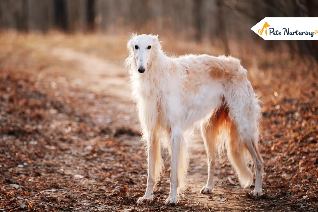 Borzoi Dog Breed