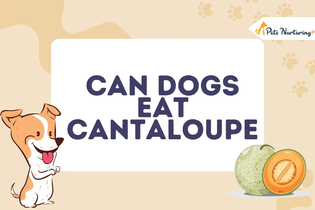 Can Dogs Eat Cantaloupe