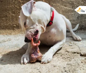 Can Dogs Eat Ham Bones