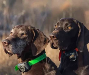 Dog Perimeter Collars