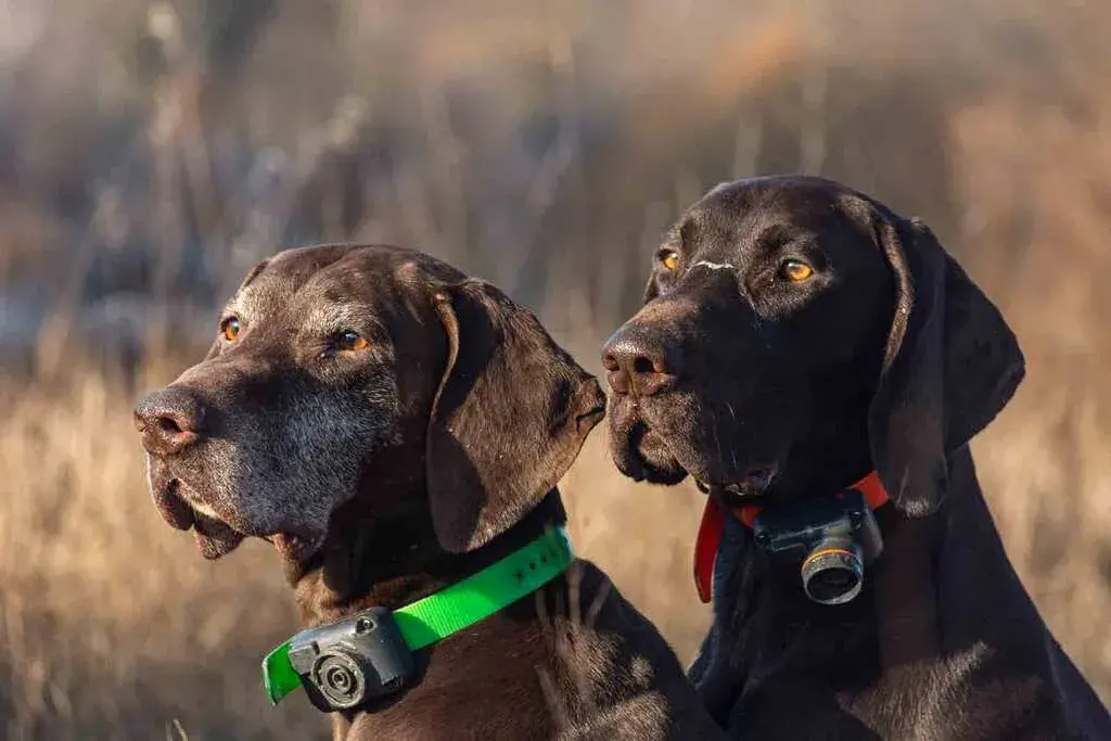 Dog Perimeter Collars