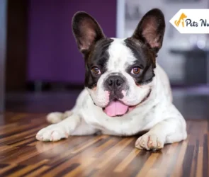 French Bulldog Breed