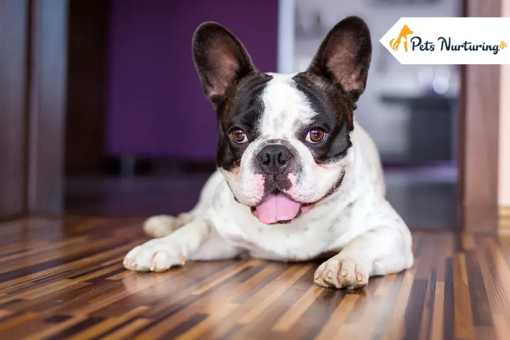 French Bulldog Breed