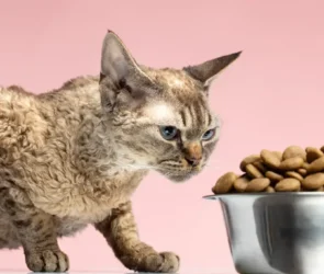 Kitten Nutrition