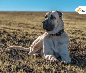 Livestock Guardian Dog Breeds