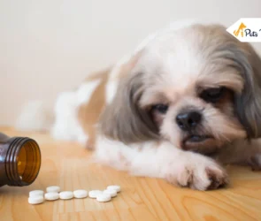 Metronidazole For Dogs