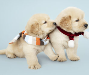 Perfect Puppy Breed
