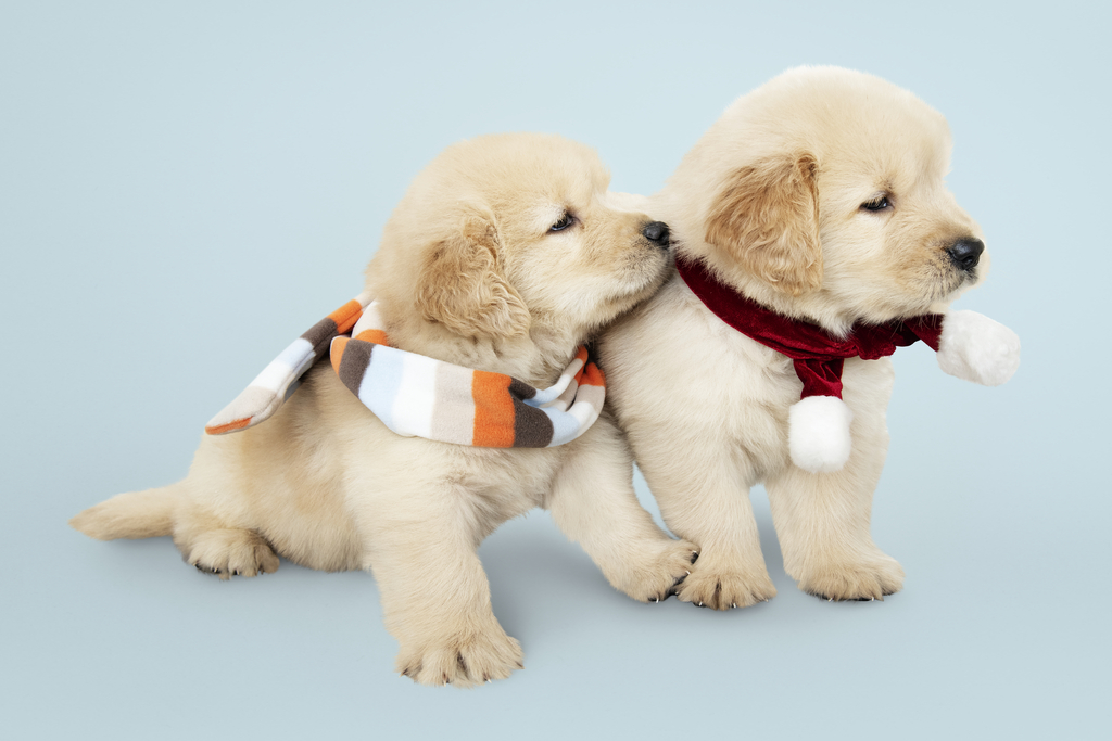 Perfect Puppy Breed