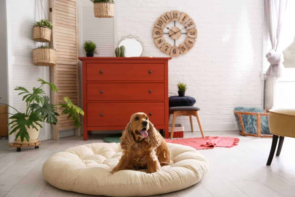 Pet Relaxation Space