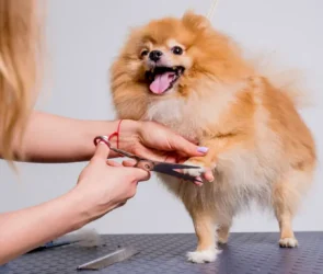 Pet hygiene mistakes to avoid
