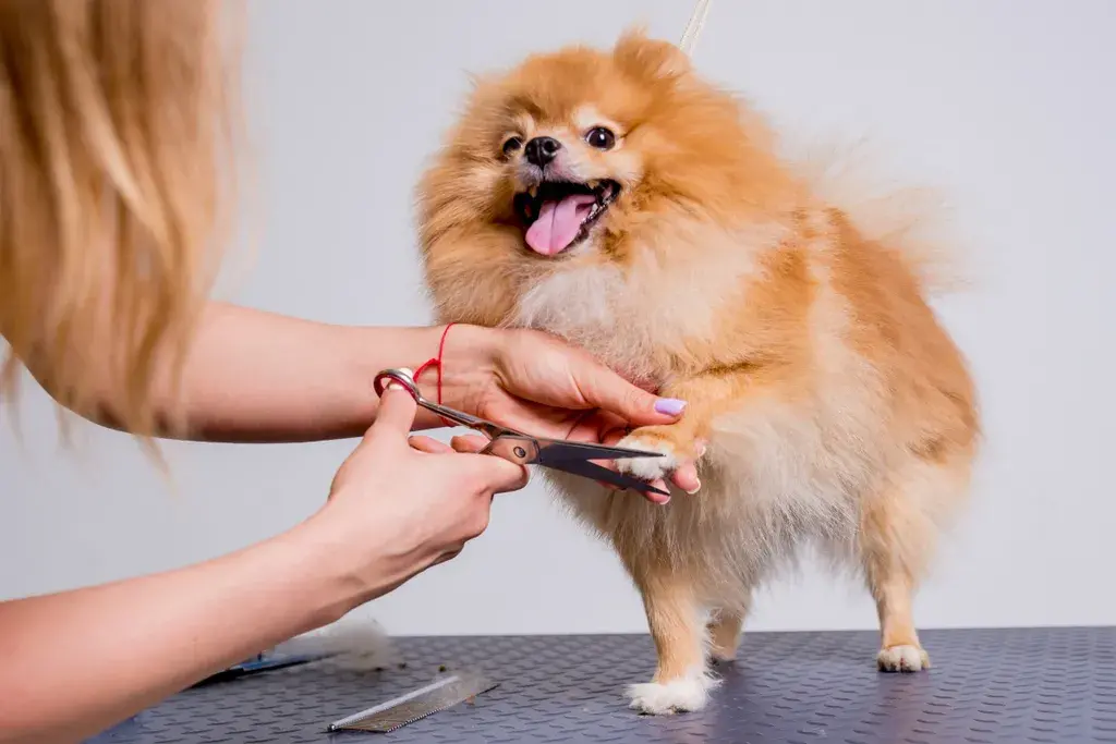 Pet hygiene mistakes to avoid