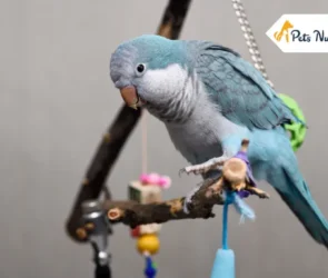 Quaker Parrot
