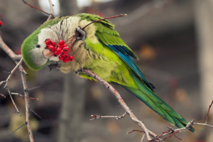 Quaker Parrot Eat fruit