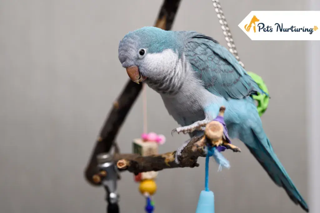 Quaker Parrot