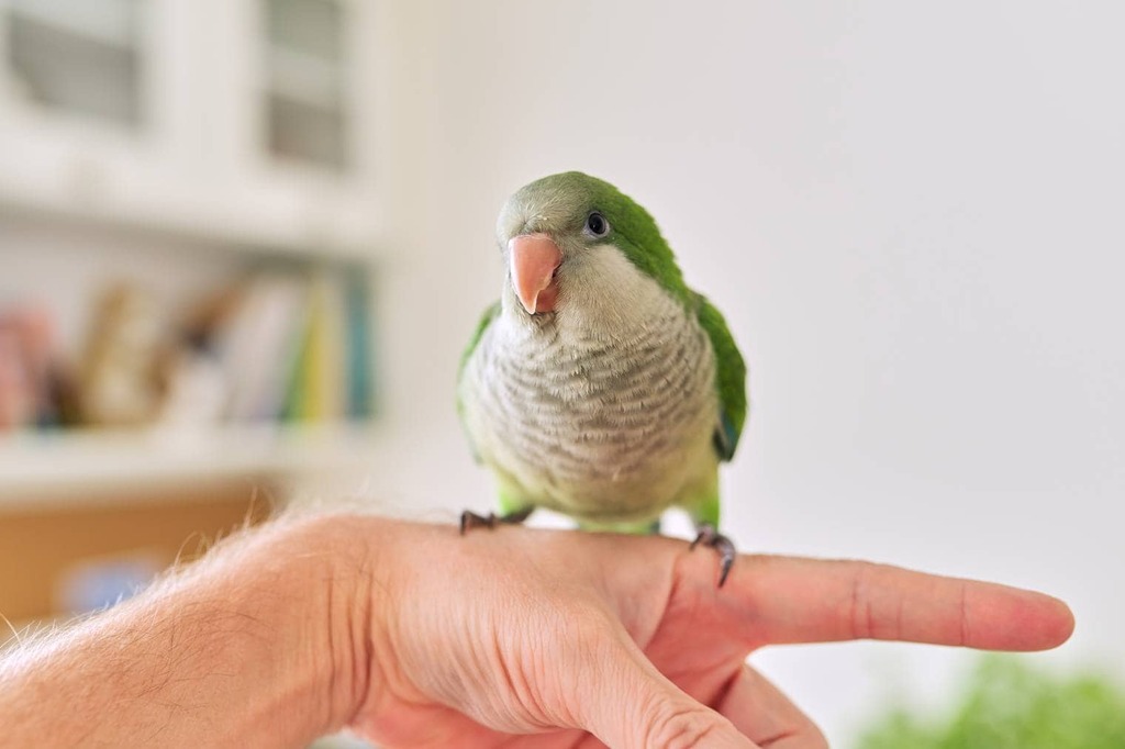 Quaker Parrots on hand