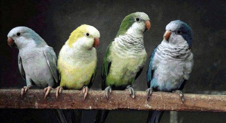 Quaker parrots different colors
