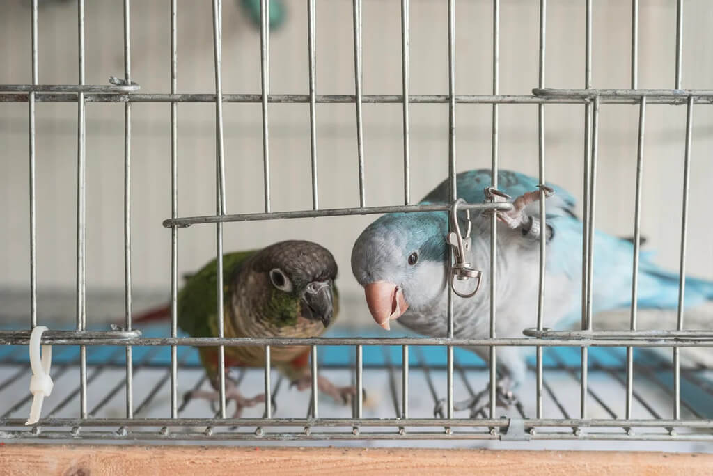 Quaker parrots in cage