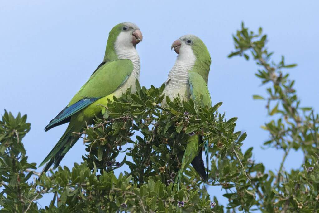 Quaker parrots on tree