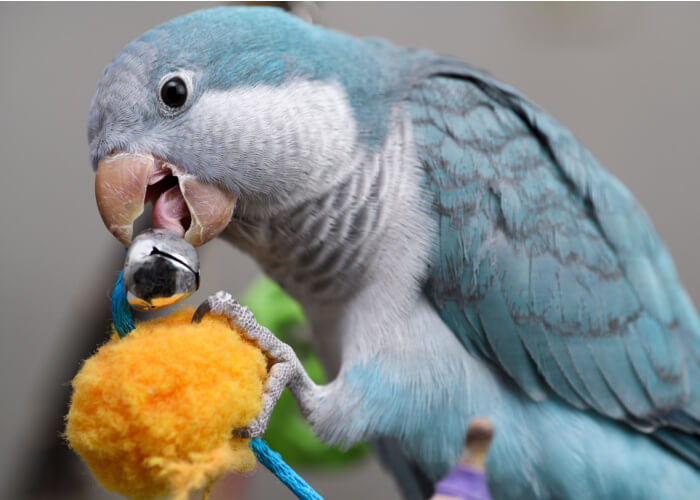 Quaker parrots play with toy