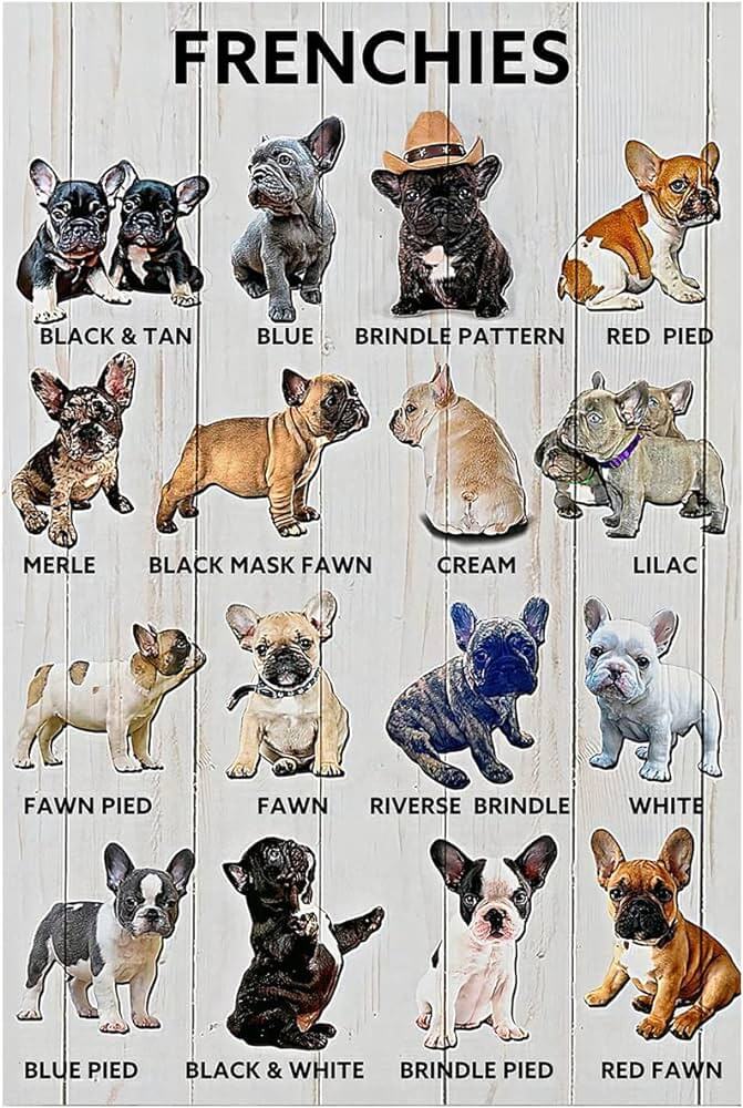 Types of French Bulldogs