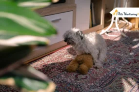 Why Do Dogs Hump