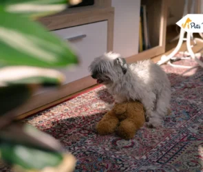 Why Do Dogs Hump