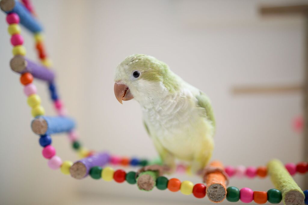 baby quaker parrot plays happily