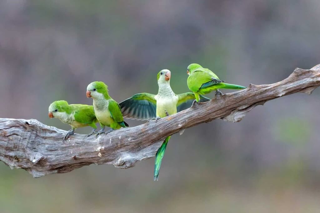 four Quaker parrots on tree