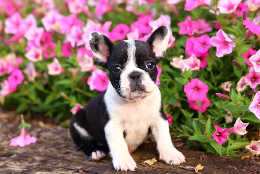 french bulldog Appearance