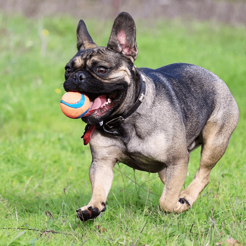 french bulldog playing