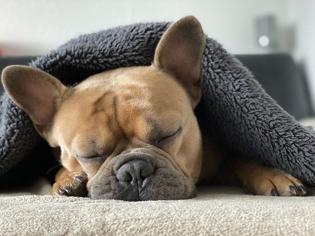 french bulldog sleeping