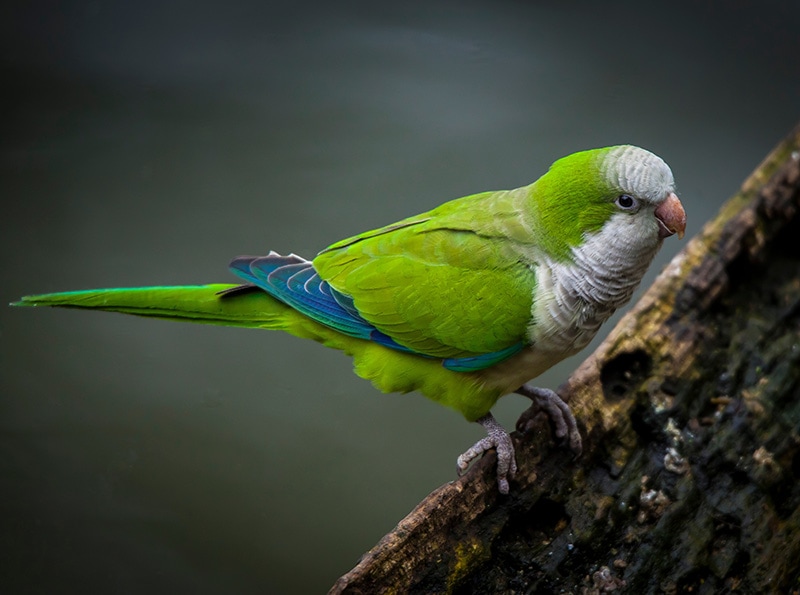 green Quaker parrots
