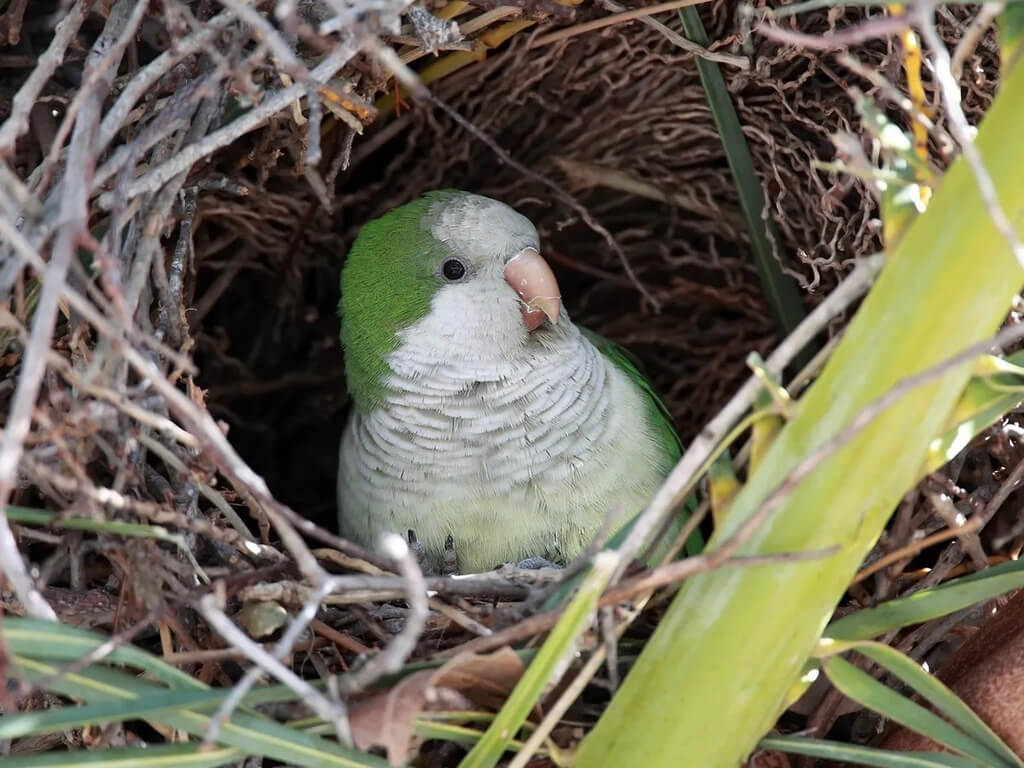 monk parakeet nesting