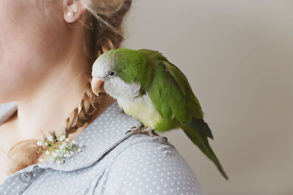 quaker parrot on woman shoulder