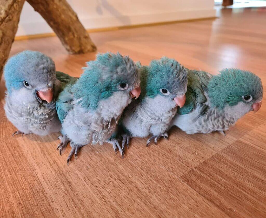 small Quaker parrots