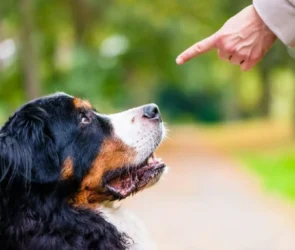 Aggressive Dog Breed