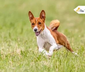 Basenji Dog Breed