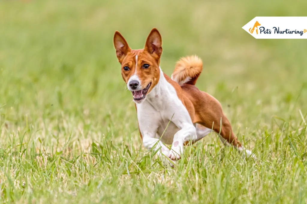 Basenji Dog Breed