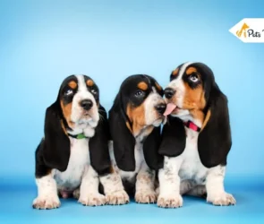 Basset Hound Dog
