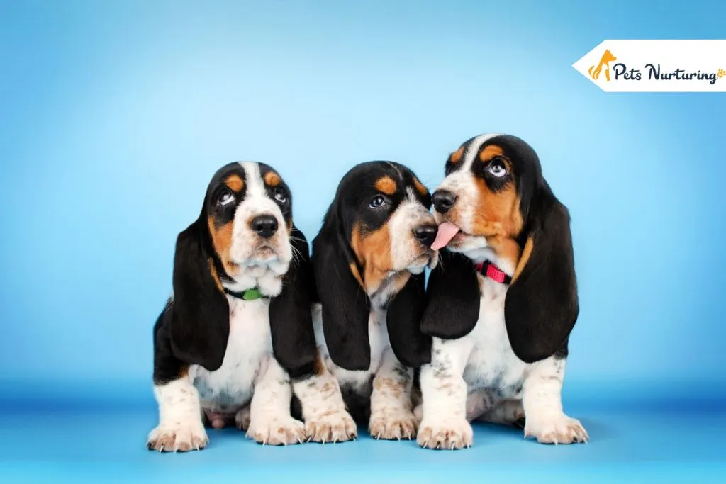 Basset Hound Dog