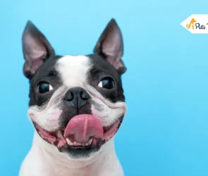 Boston Terrier Dog Breed